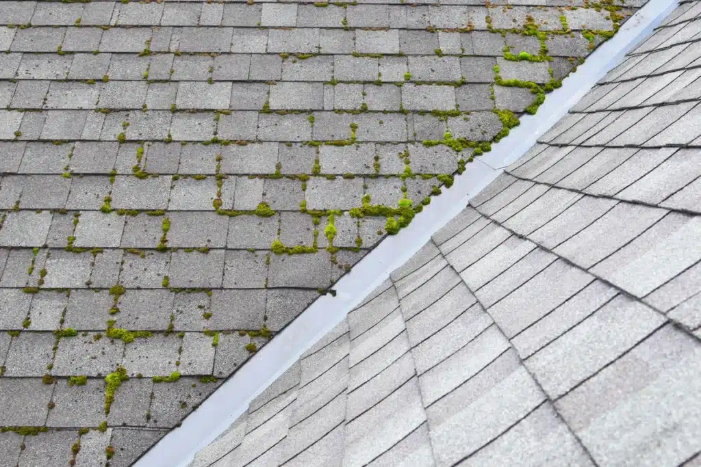 roof-moss