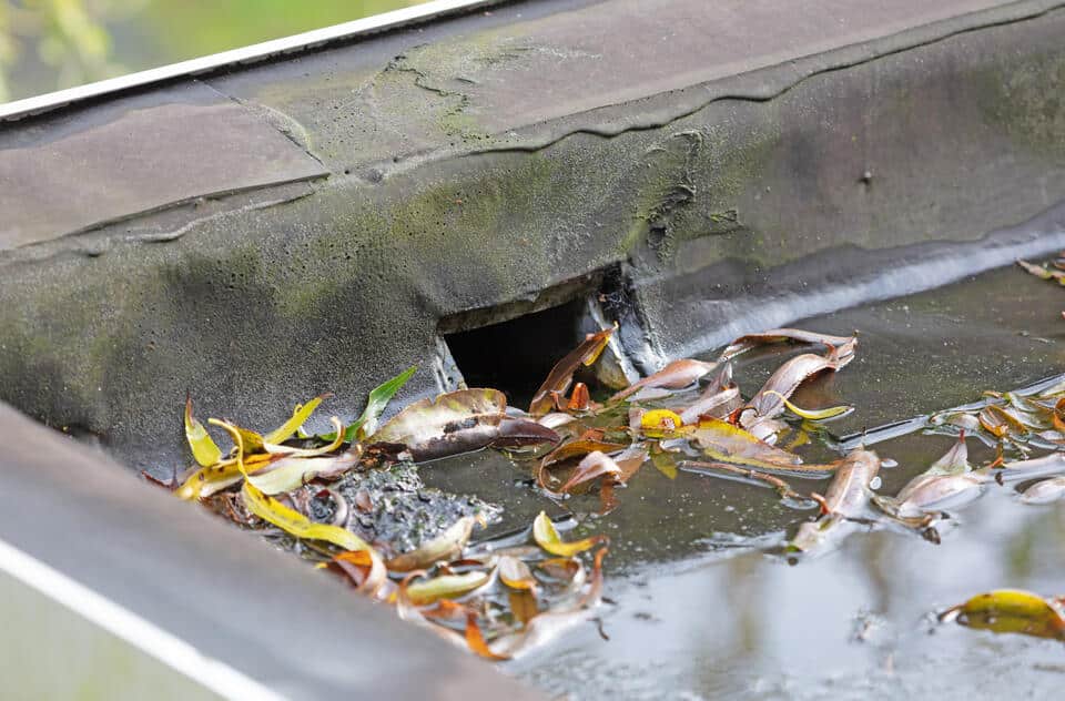 roof scupper-close up of a roof scupper on a flat roof with leaves and debris around it