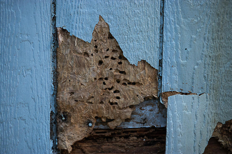 siding repair-close up view of termite and weather damage to blue siding on a house